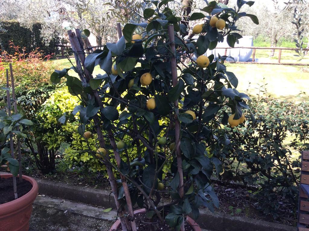 Tenuta Fagnani Lucca Rum bild